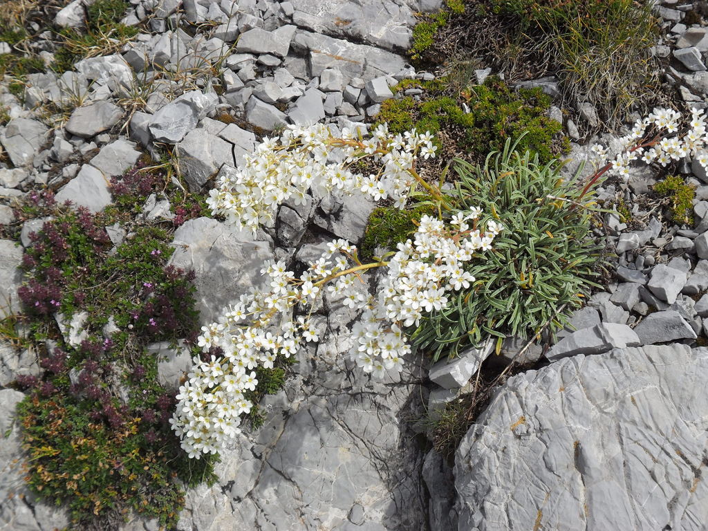 Saxifraga callosa